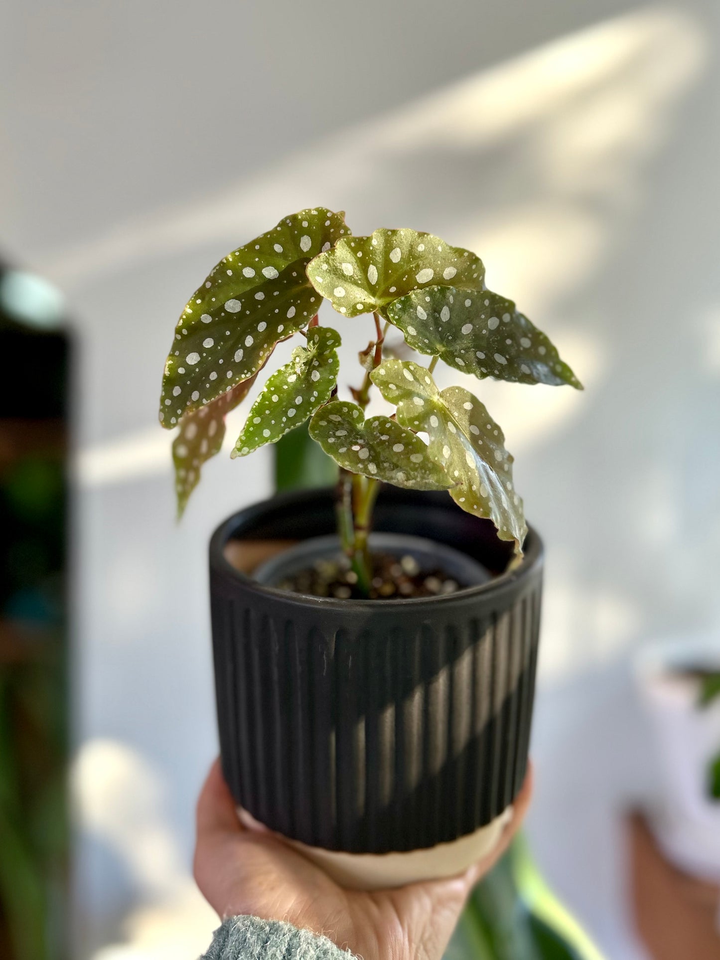 Begonia Maculata S