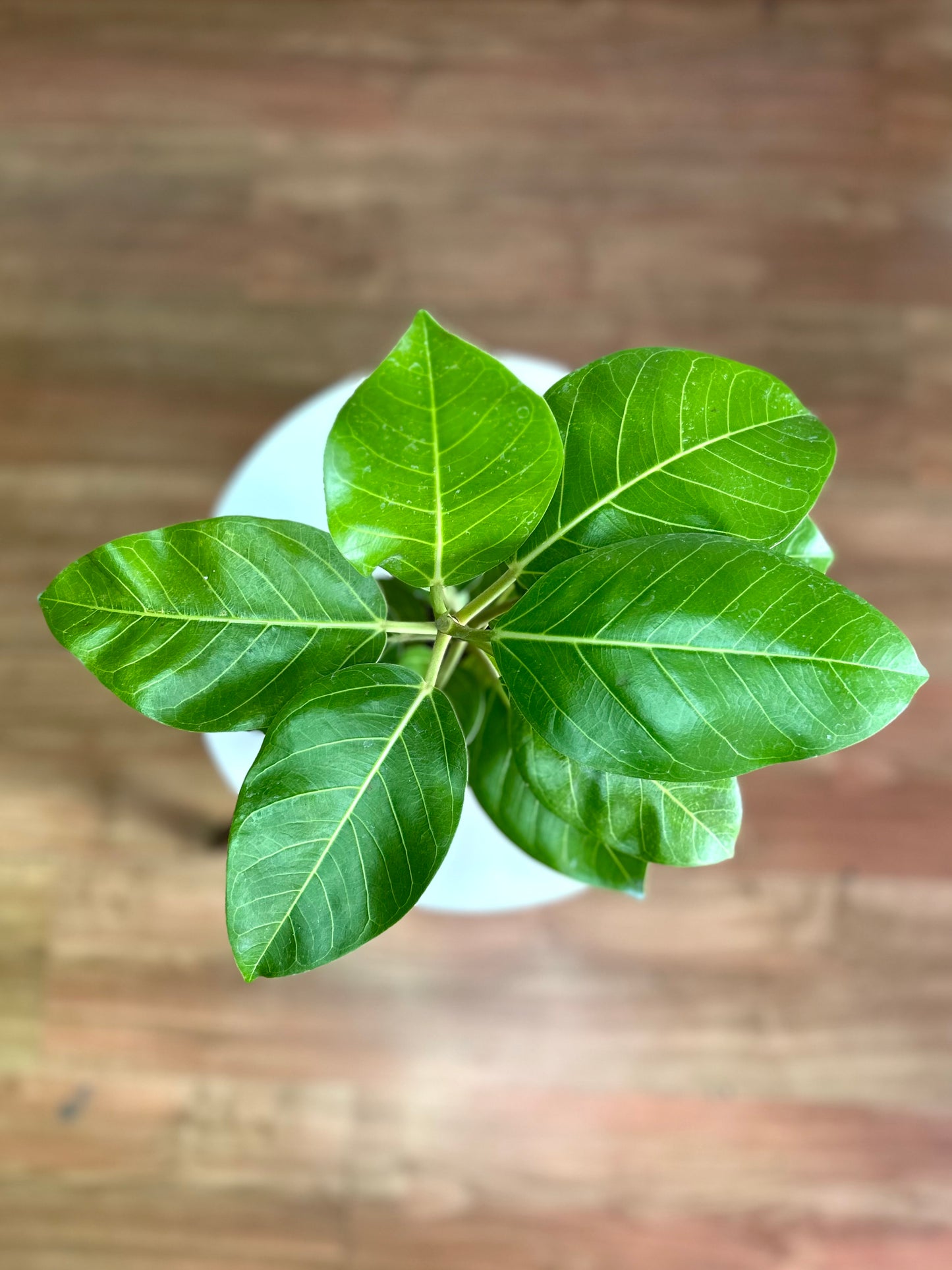 Gomero Altíssima Benghalensis Gold