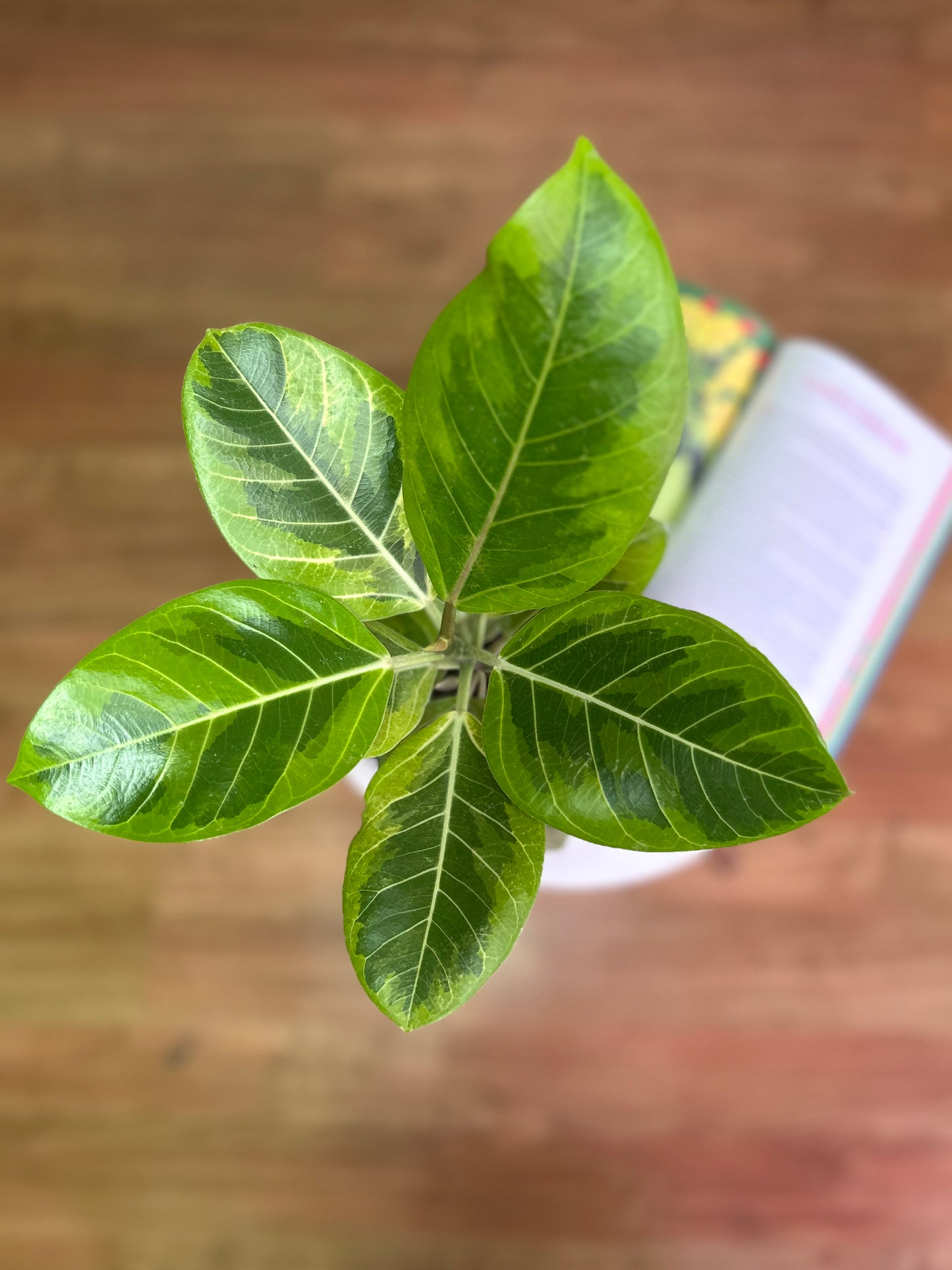 Gomero Altíssima Variegado