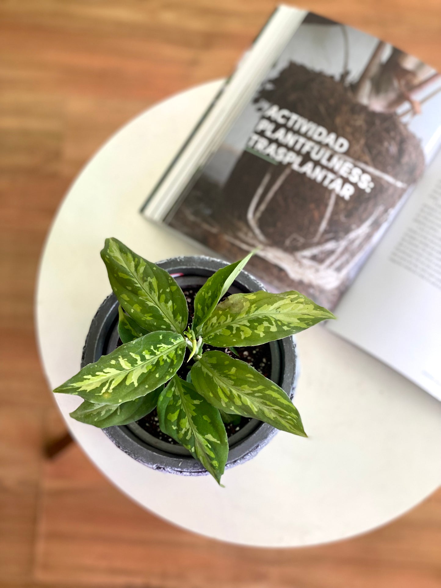 Aglaonema Camuflage o Pictum tricolor