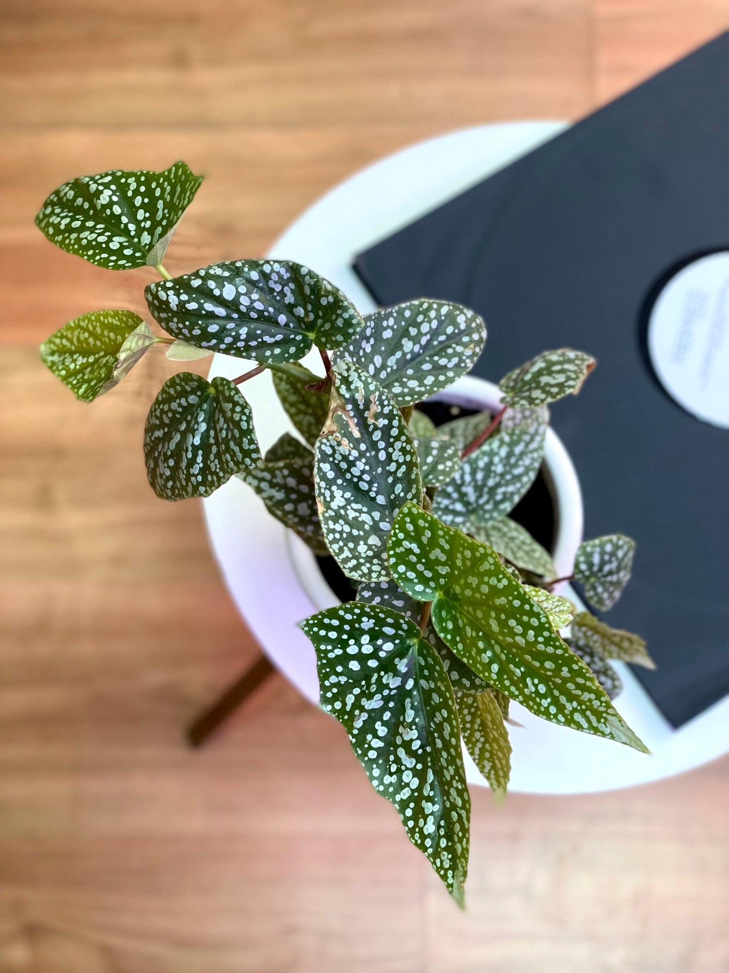 Begonia Snow Capped M