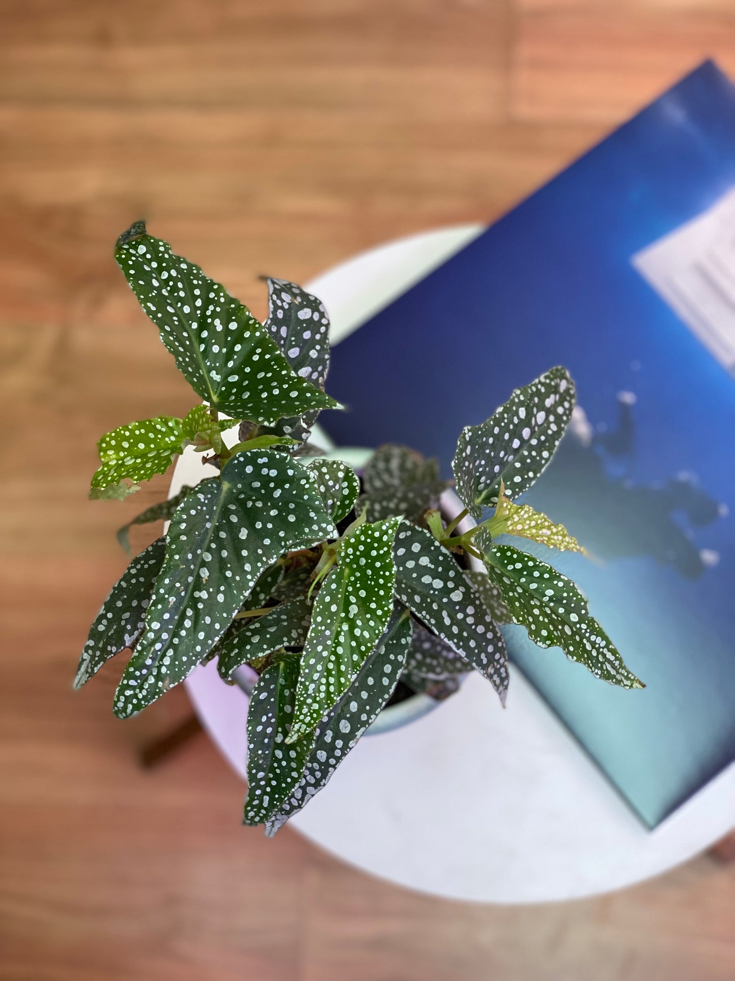 Begonia White Ice M