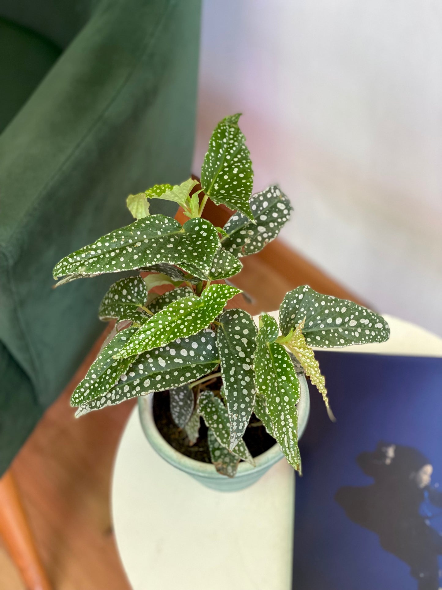 Begonia White Ice M