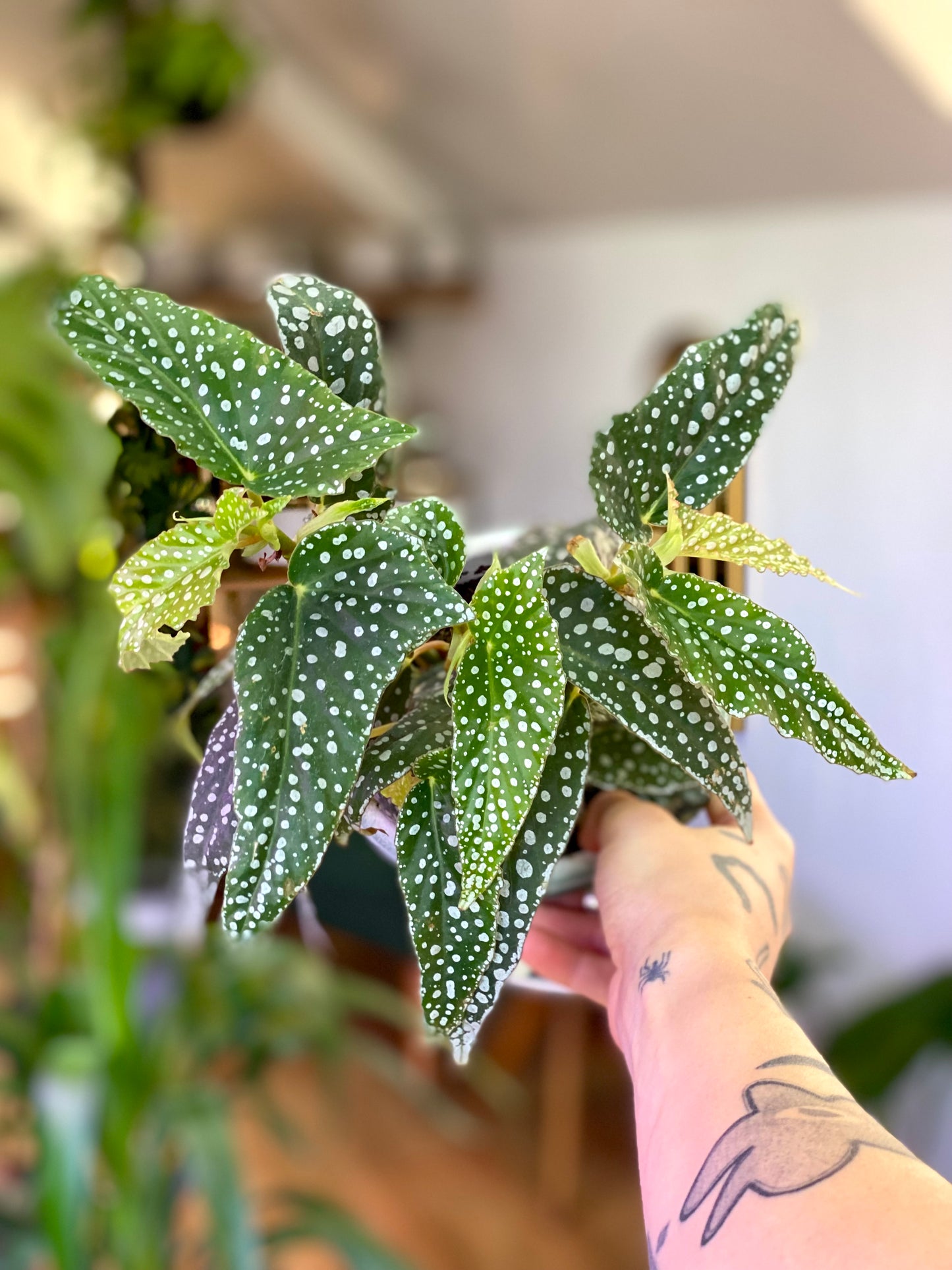 Begonia White Ice M