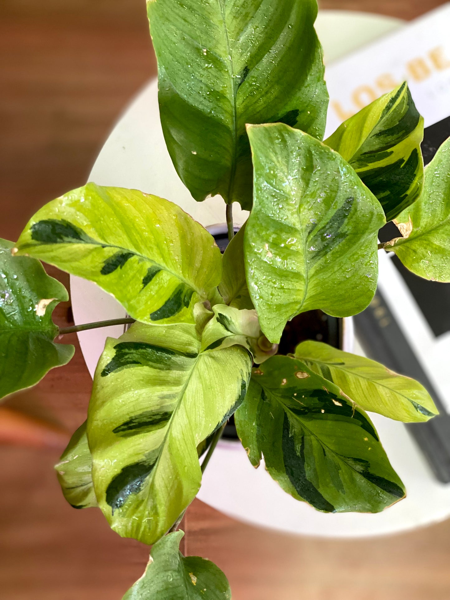 Calathea Thai Beauty M