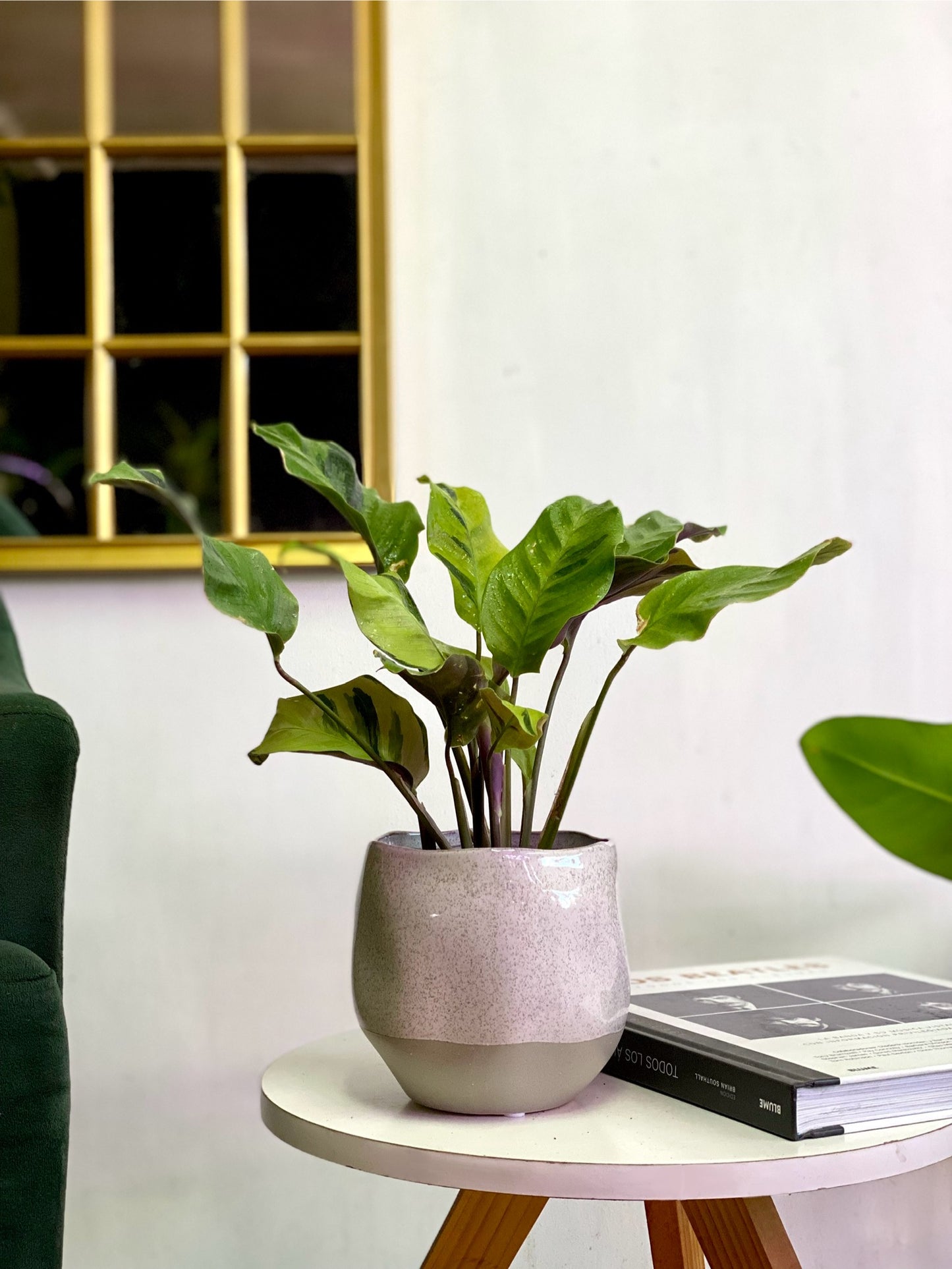 Calathea Thai Beauty M