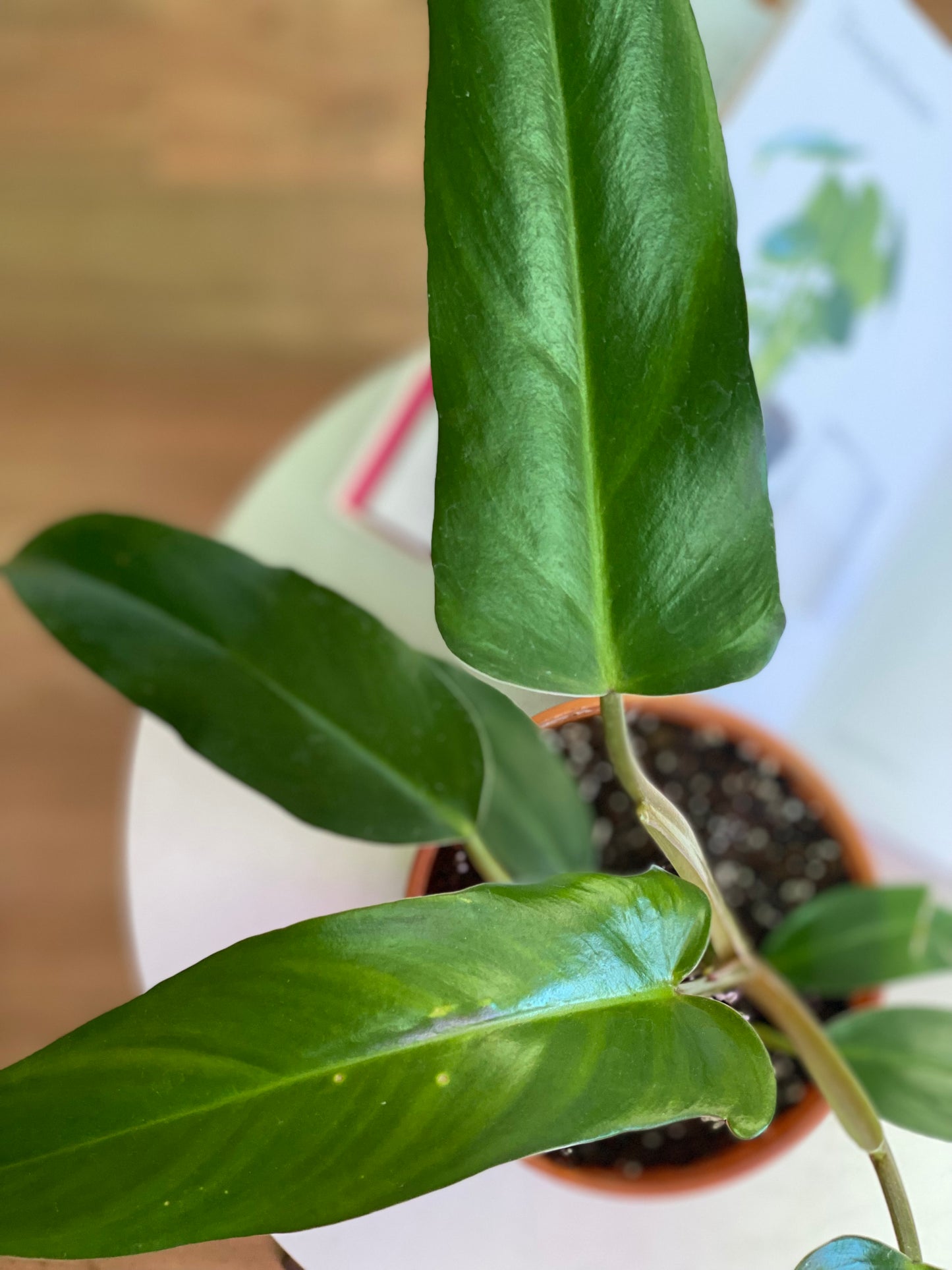 Filodendro Mexicanum