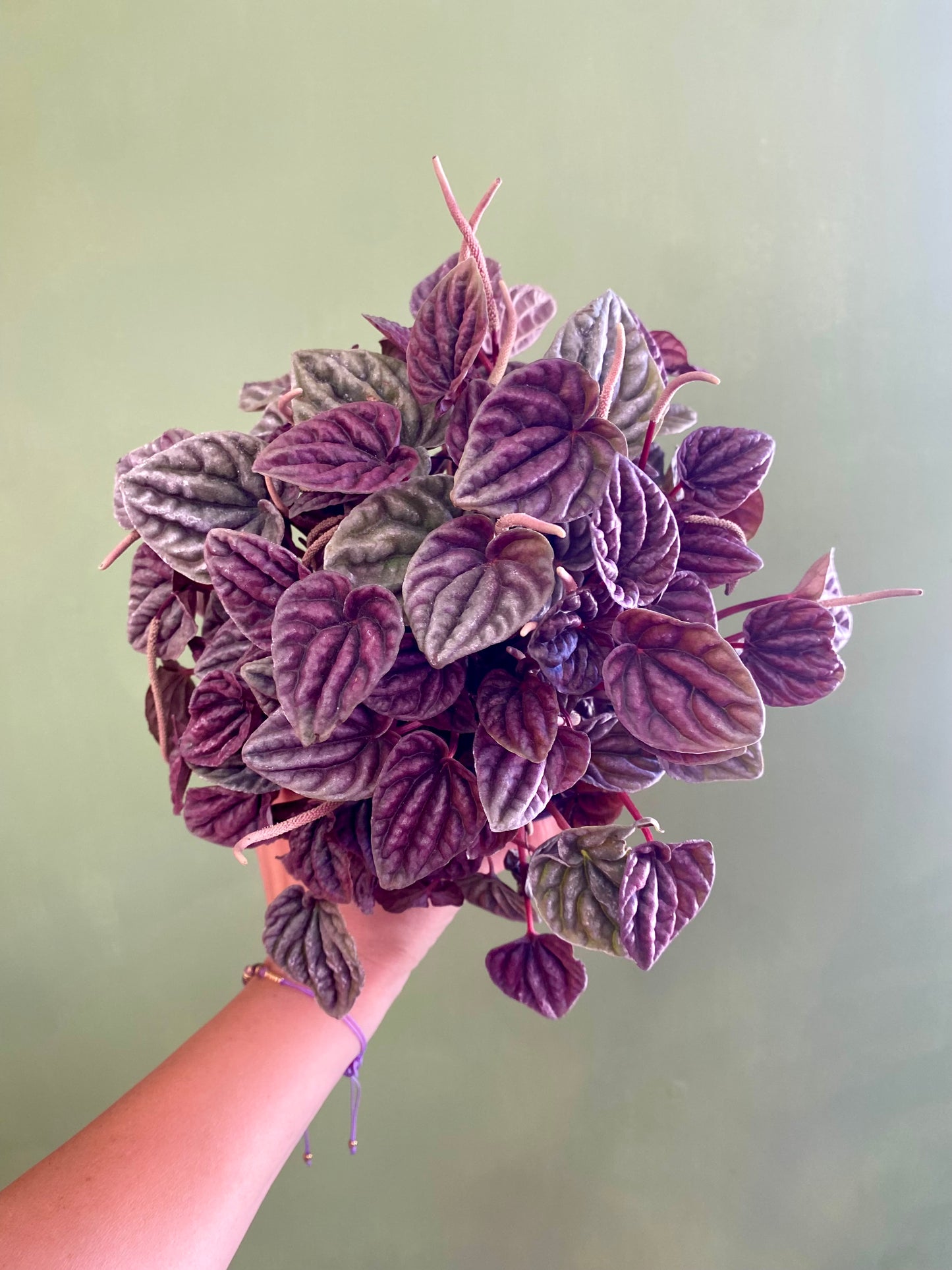 Peperomia Caperata roja