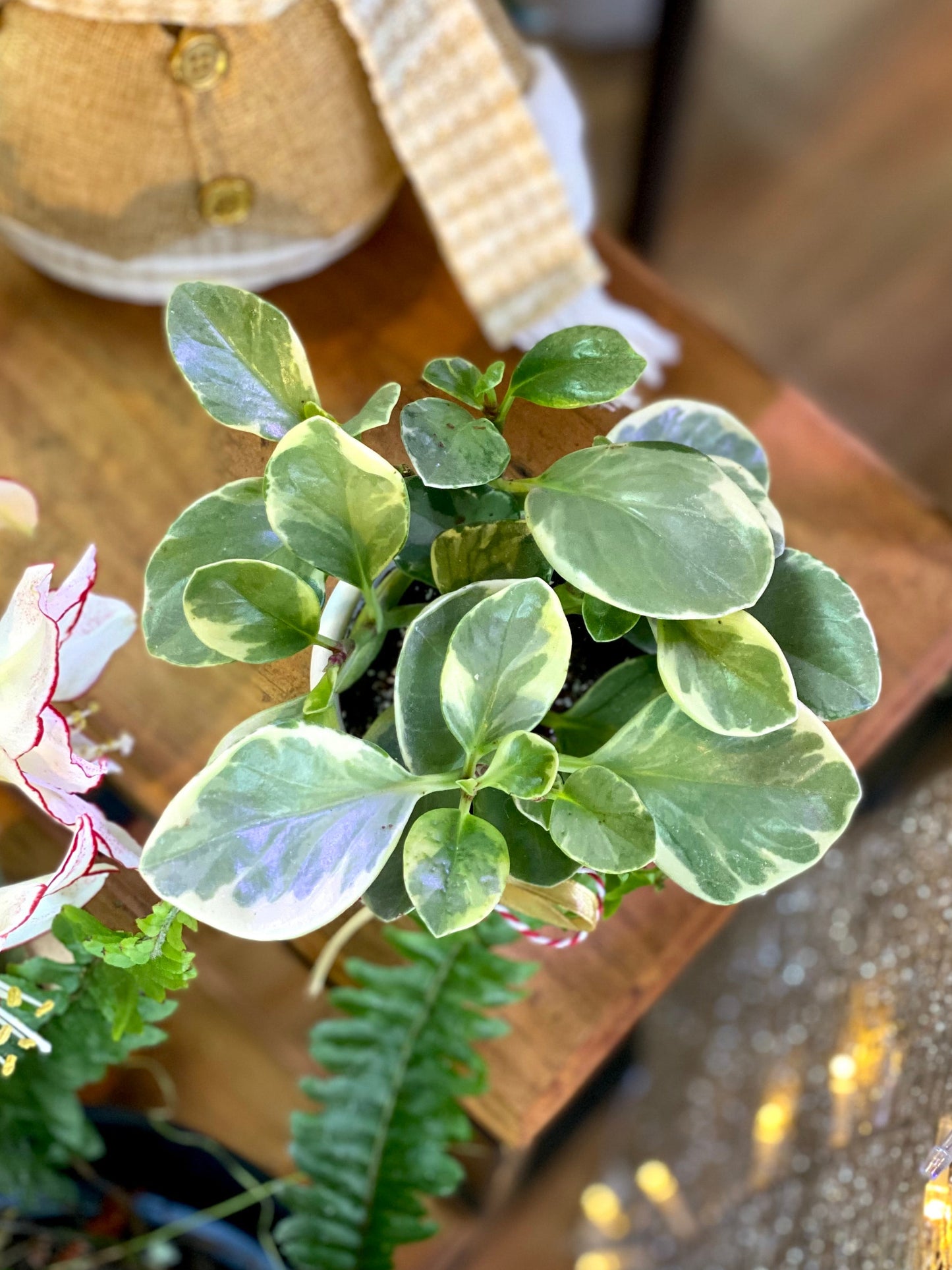 Peperomia Obtusifolia Variegada