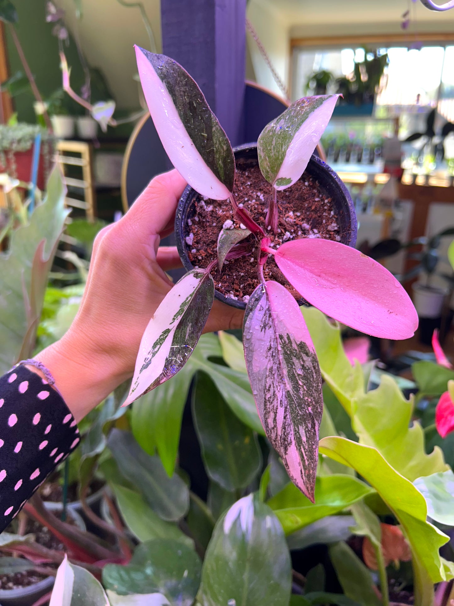 Filodendro Pink Princess Galaxy