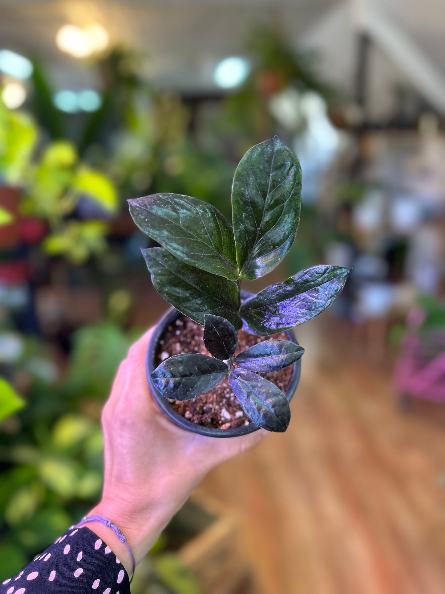 Zamioculca Zamiifolia Raven o ZZ plant