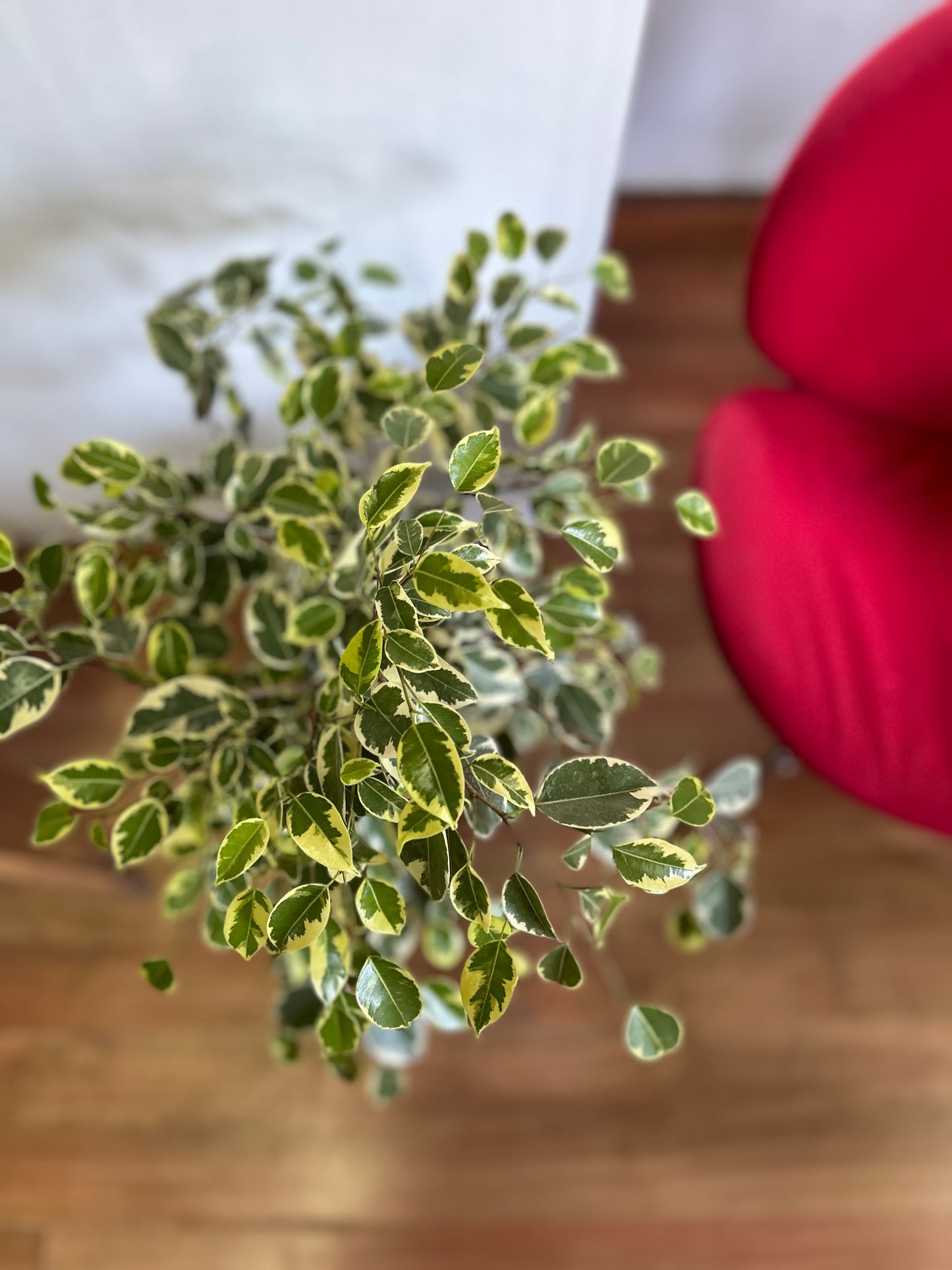 Ficus Benjamina Variegado M