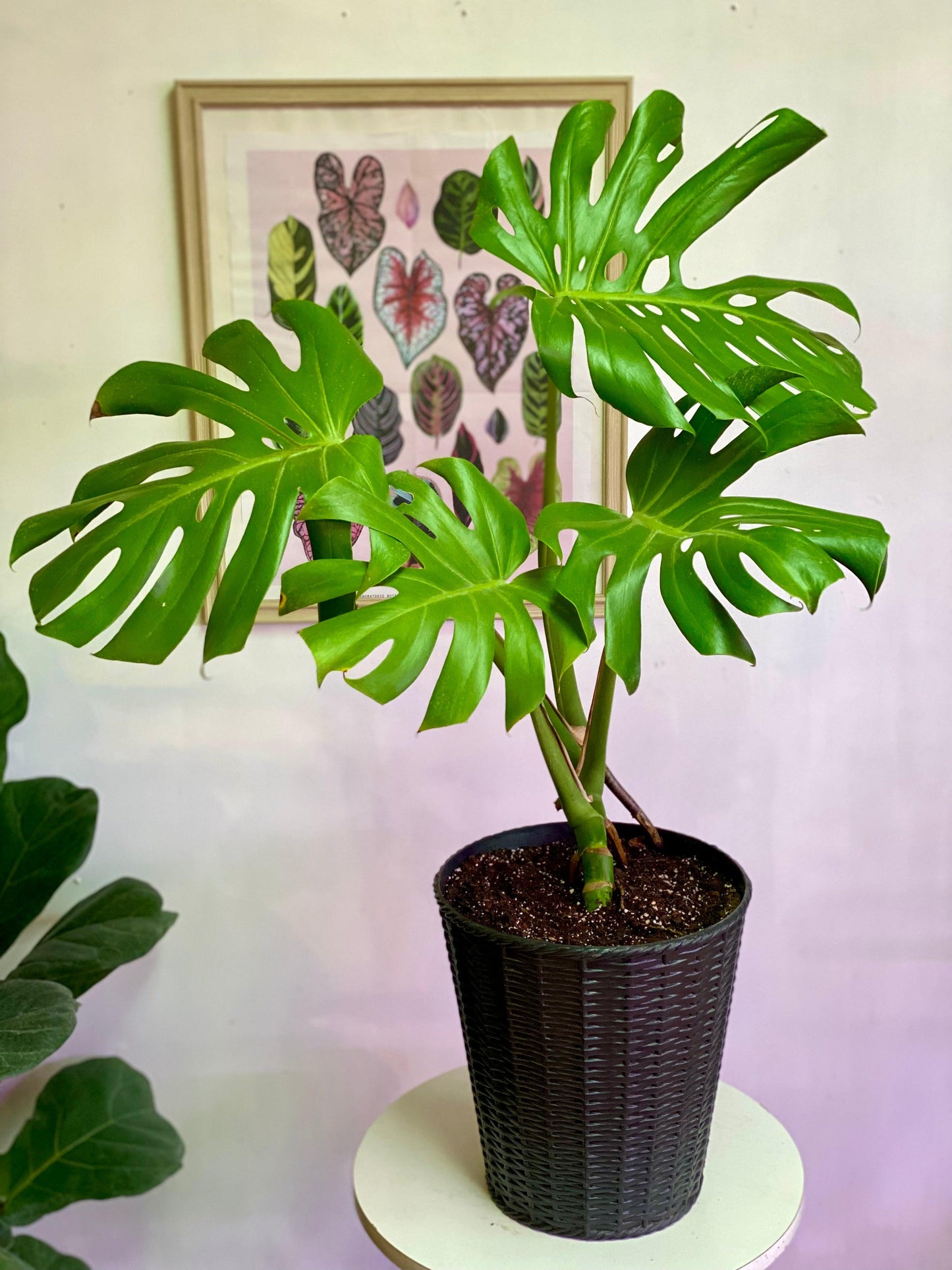 Monstera Deliciosa L