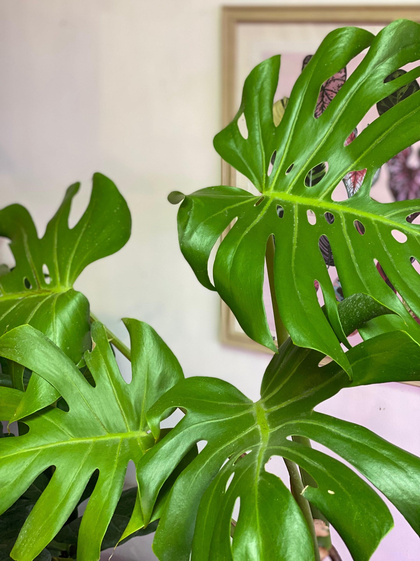 Monstera Deliciosa L