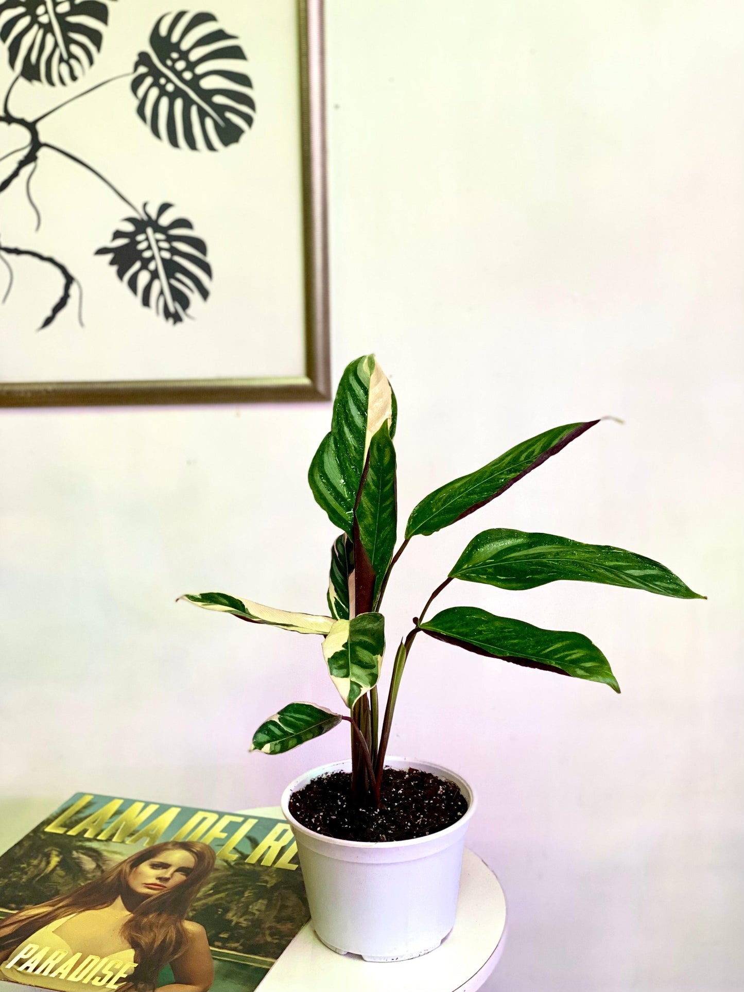 Calathea Ctenanthe Oppenheimiana