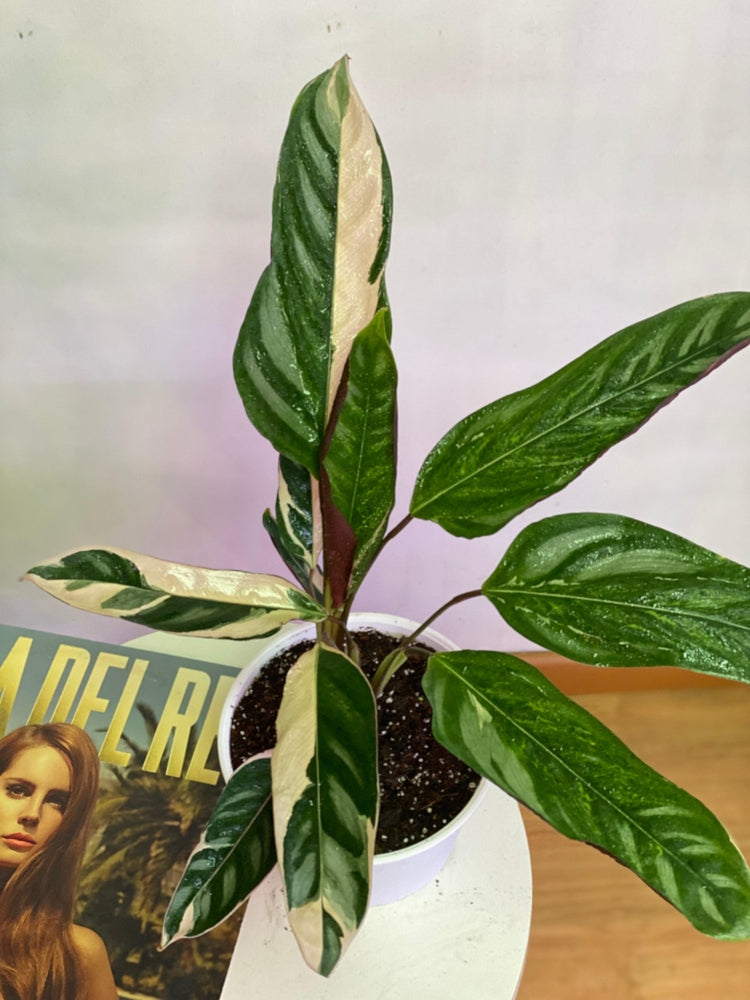 Calathea Ctenanthe Oppenheimiana