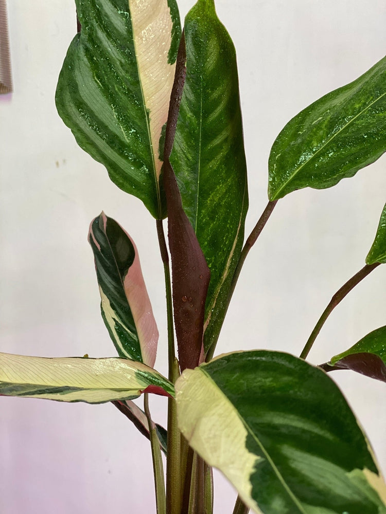 Calathea Ctenanthe Oppenheimiana