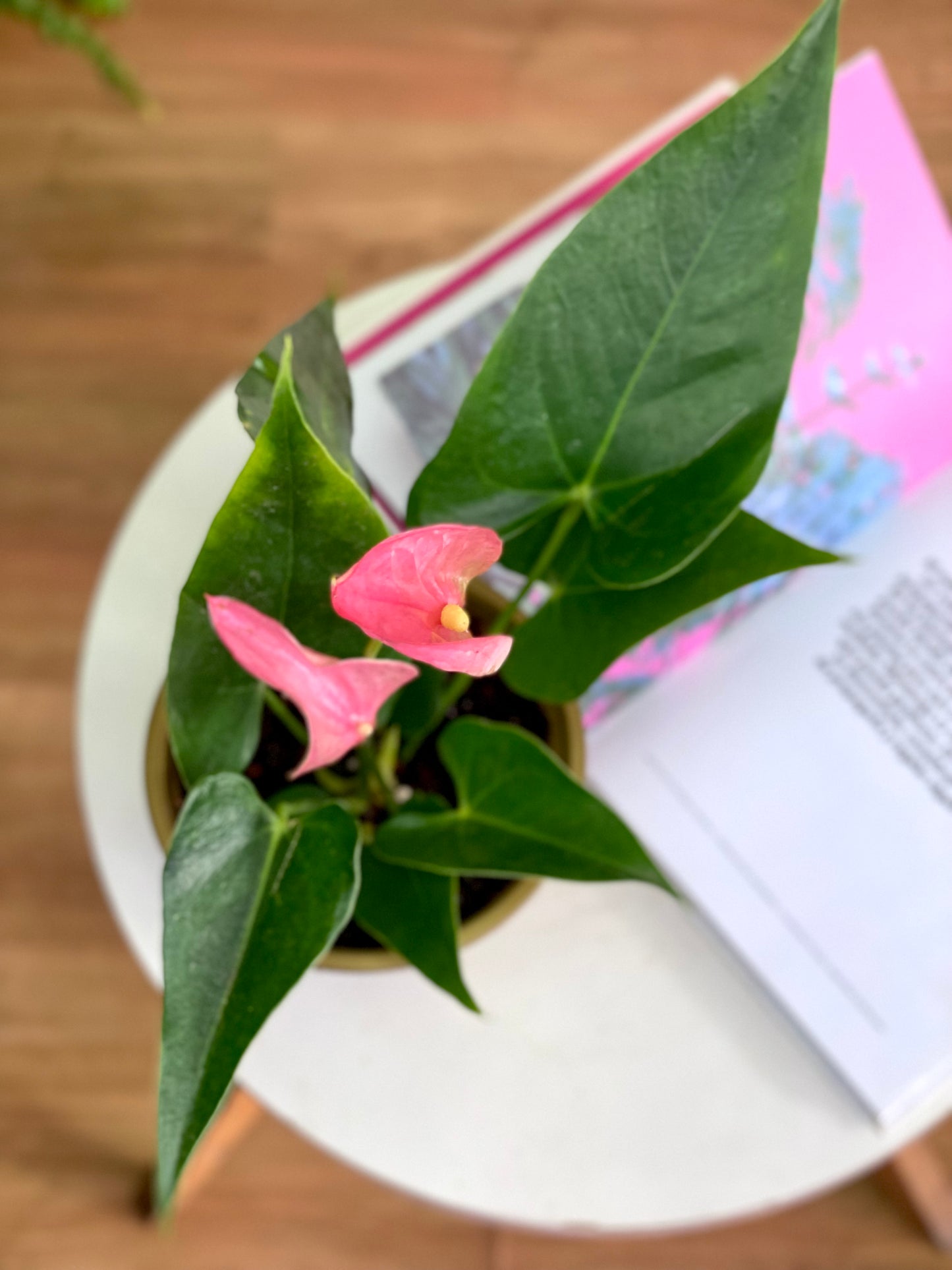 Anthurium Andreanum Rosado o Flor de Flamenco