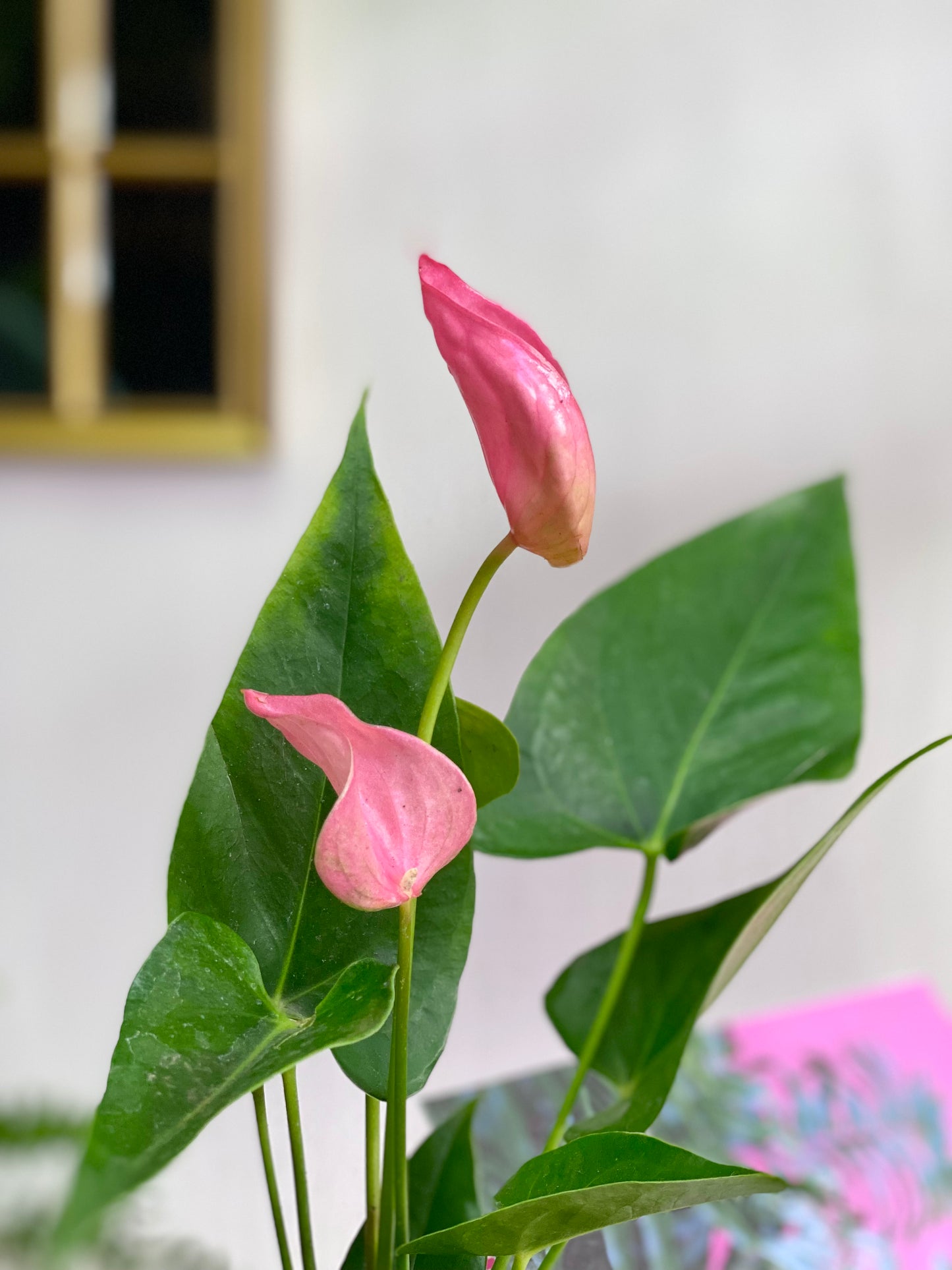 Anthurium Andreanum Rosado o Flor de Flamenco