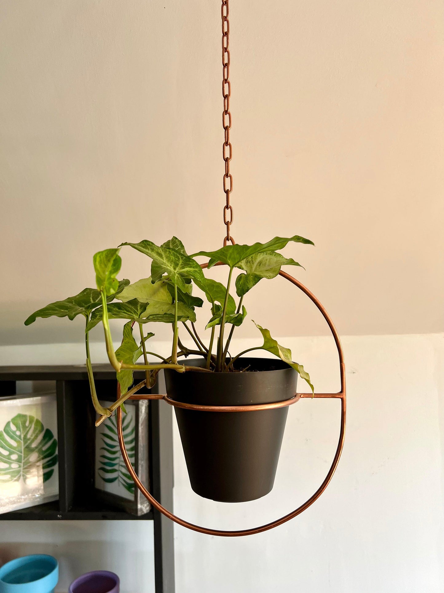 Porta macetas colgante para plantas modelo Ambra