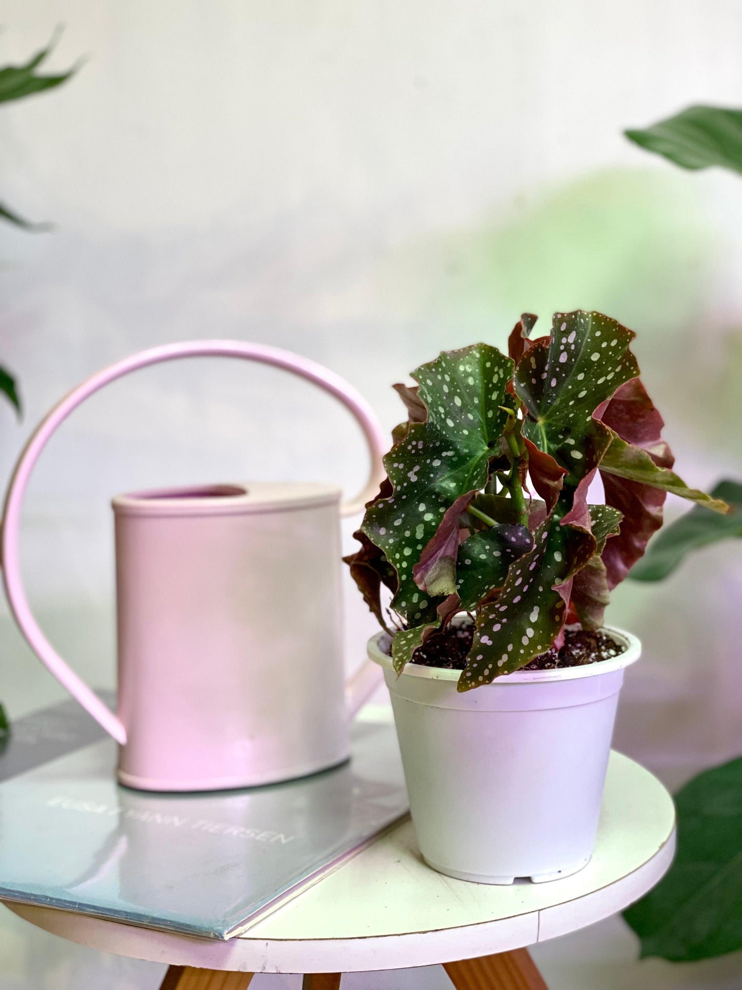 Begonia Cracklin Rosie