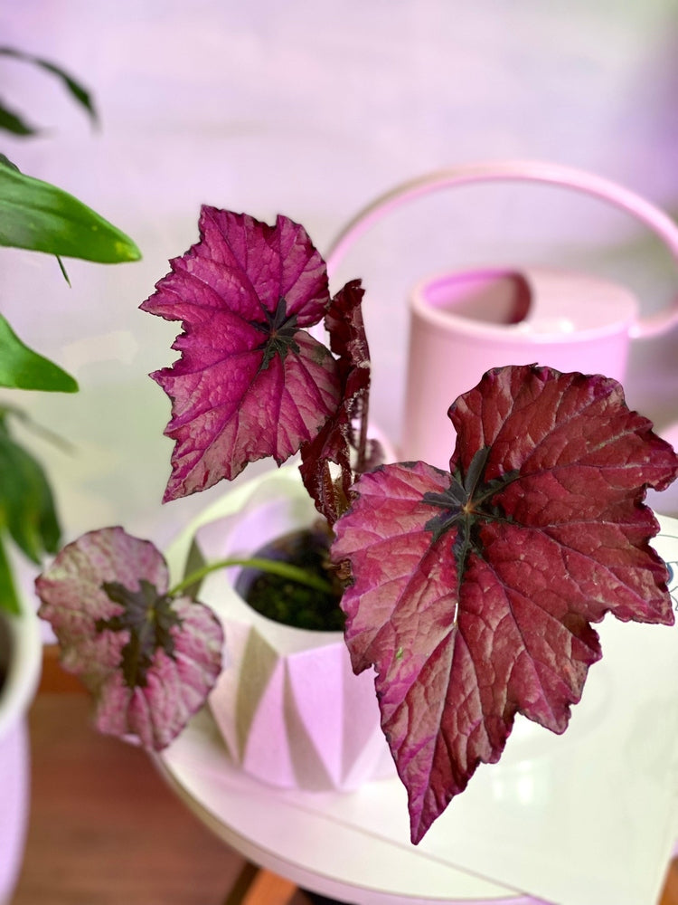 Begonia Rex