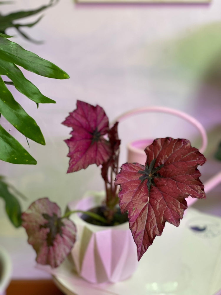 Begonia Rex