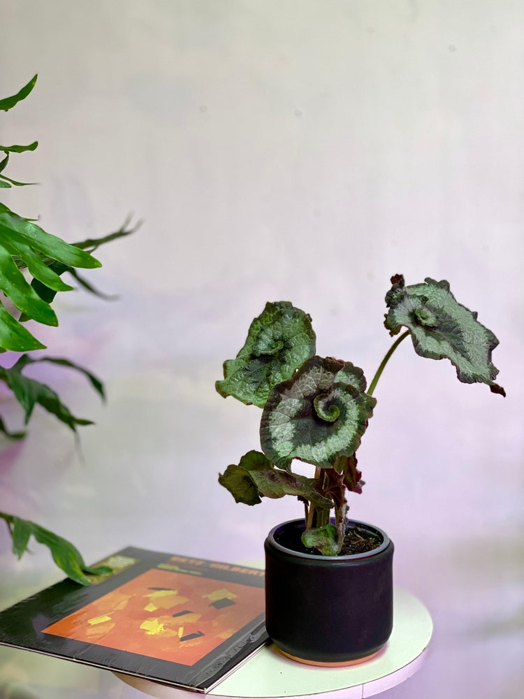 Begonia Caracol