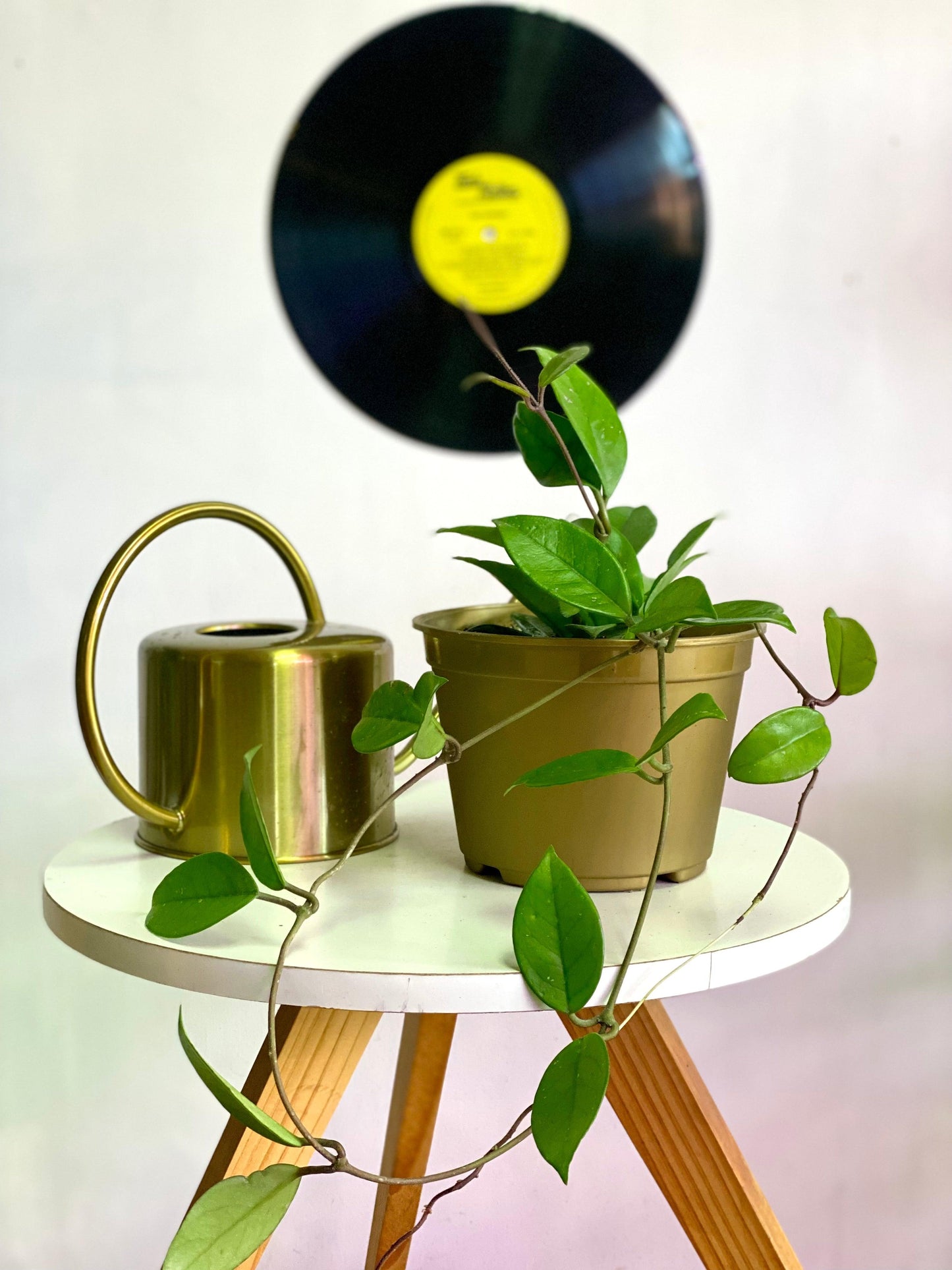 Hoya Carnosa - Clepia