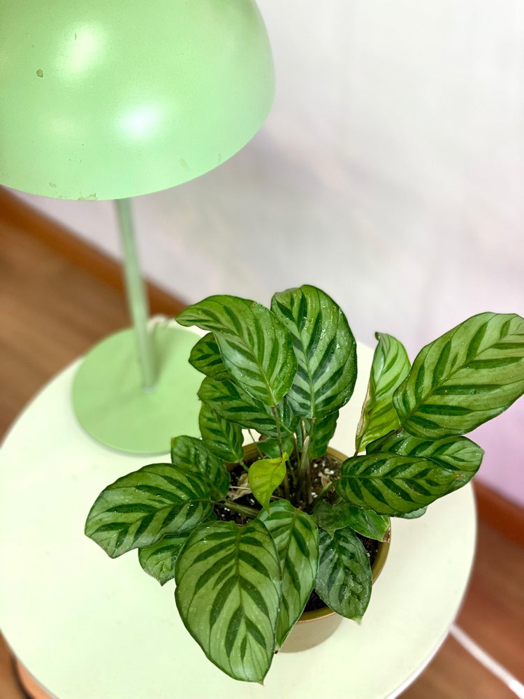 Calathea Freddie o Concinna