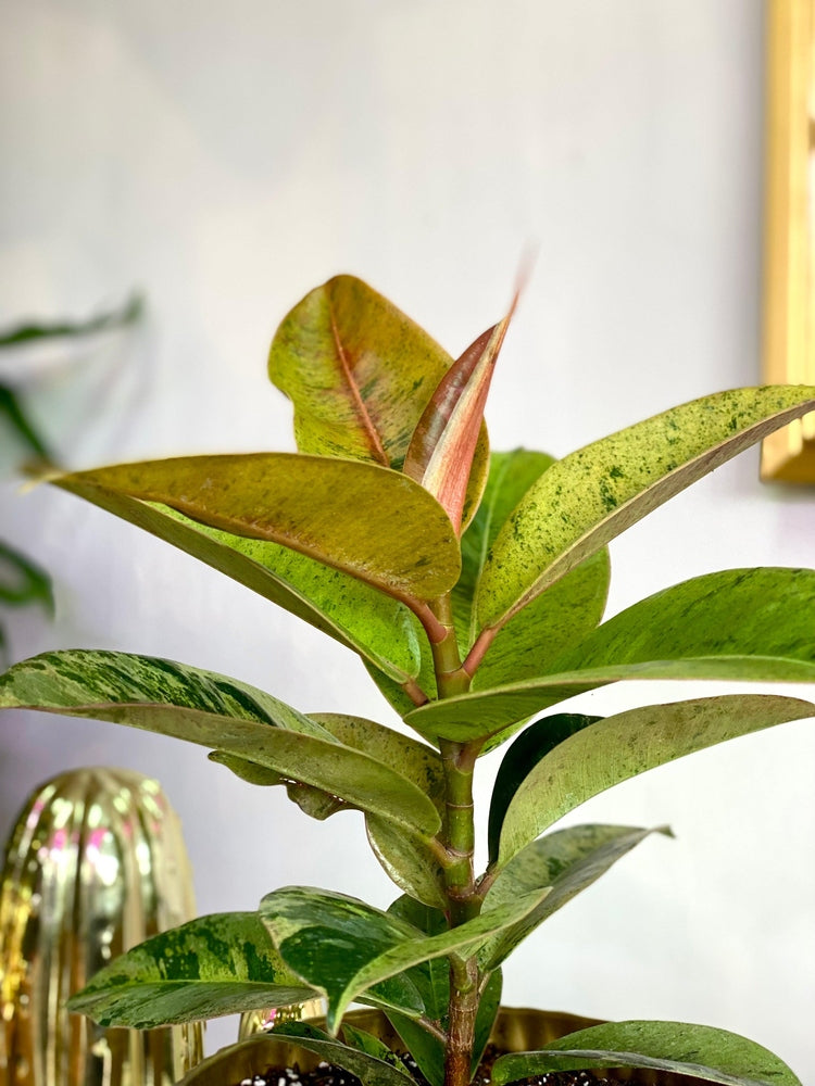 Ficus Elástica Shivereana - Gomero Variegado