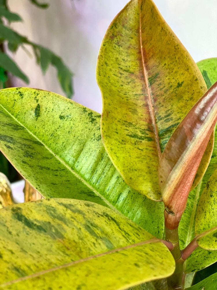 Ficus Elástica Shivereana - Gomero Variegado