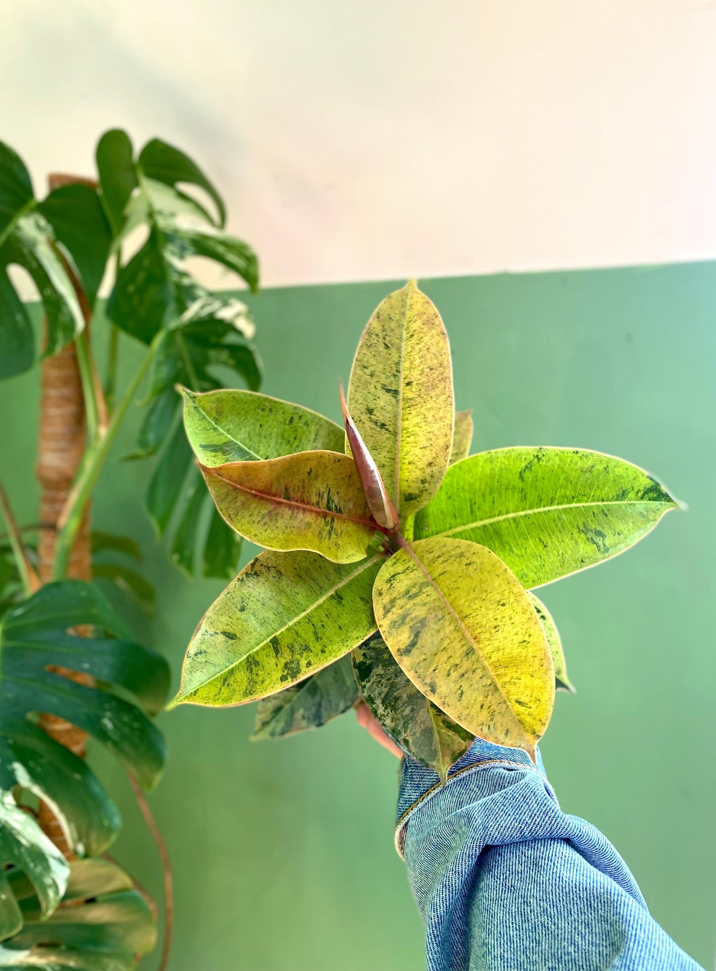 Ficus Elástica Shivereana - Gomero Variegado