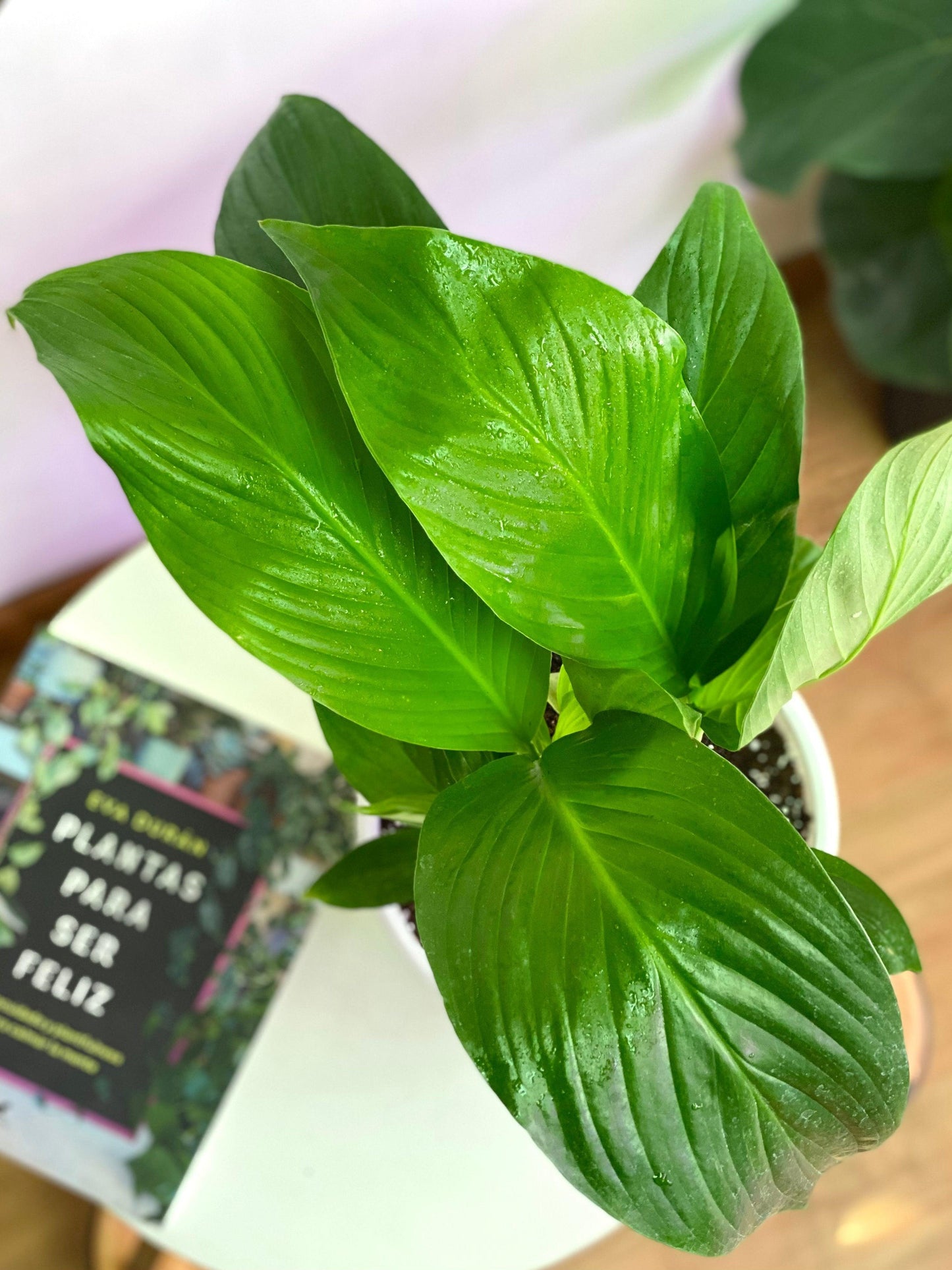 Spathiphyllum o Cuna de Moisés