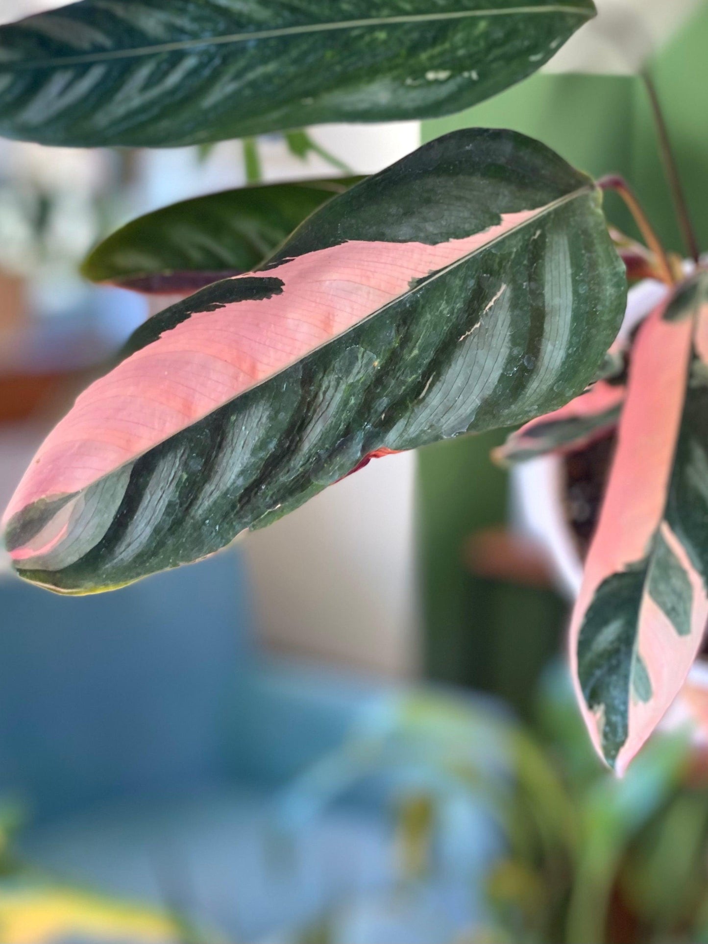 Calathea Ctenanthe Oppenheimiana