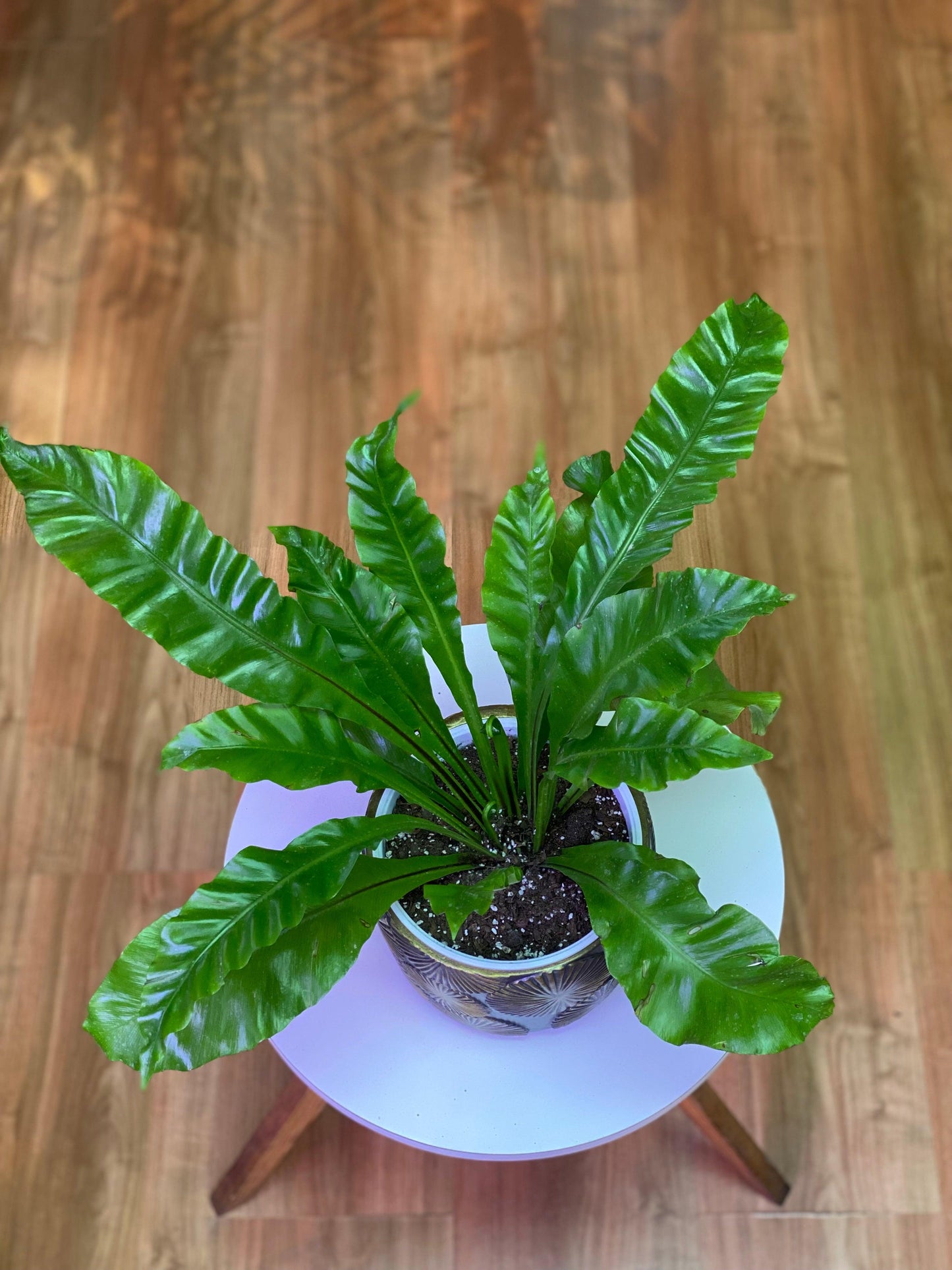 Helecho Asplenium Nidus - Nido de Aguila