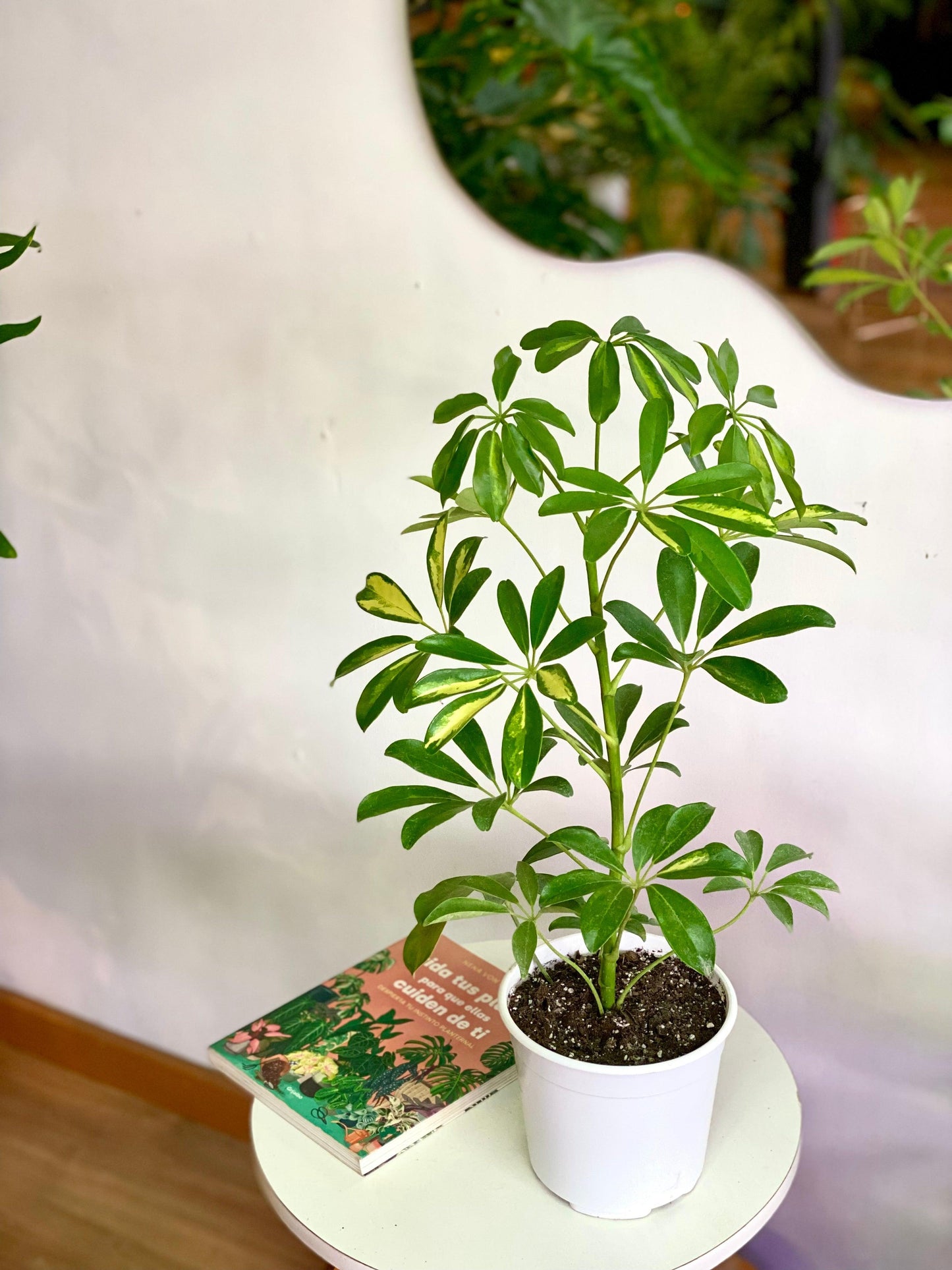 Schefflera Arborícola - Planta Paraguas S