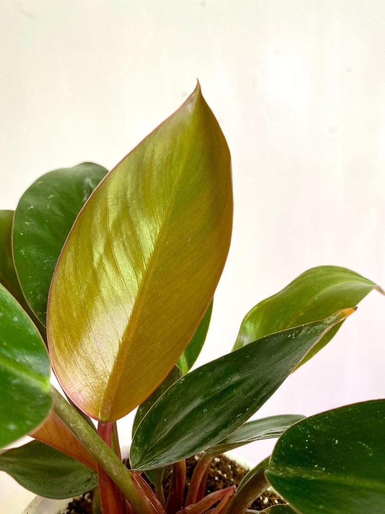 Filodendro Congo Rojo