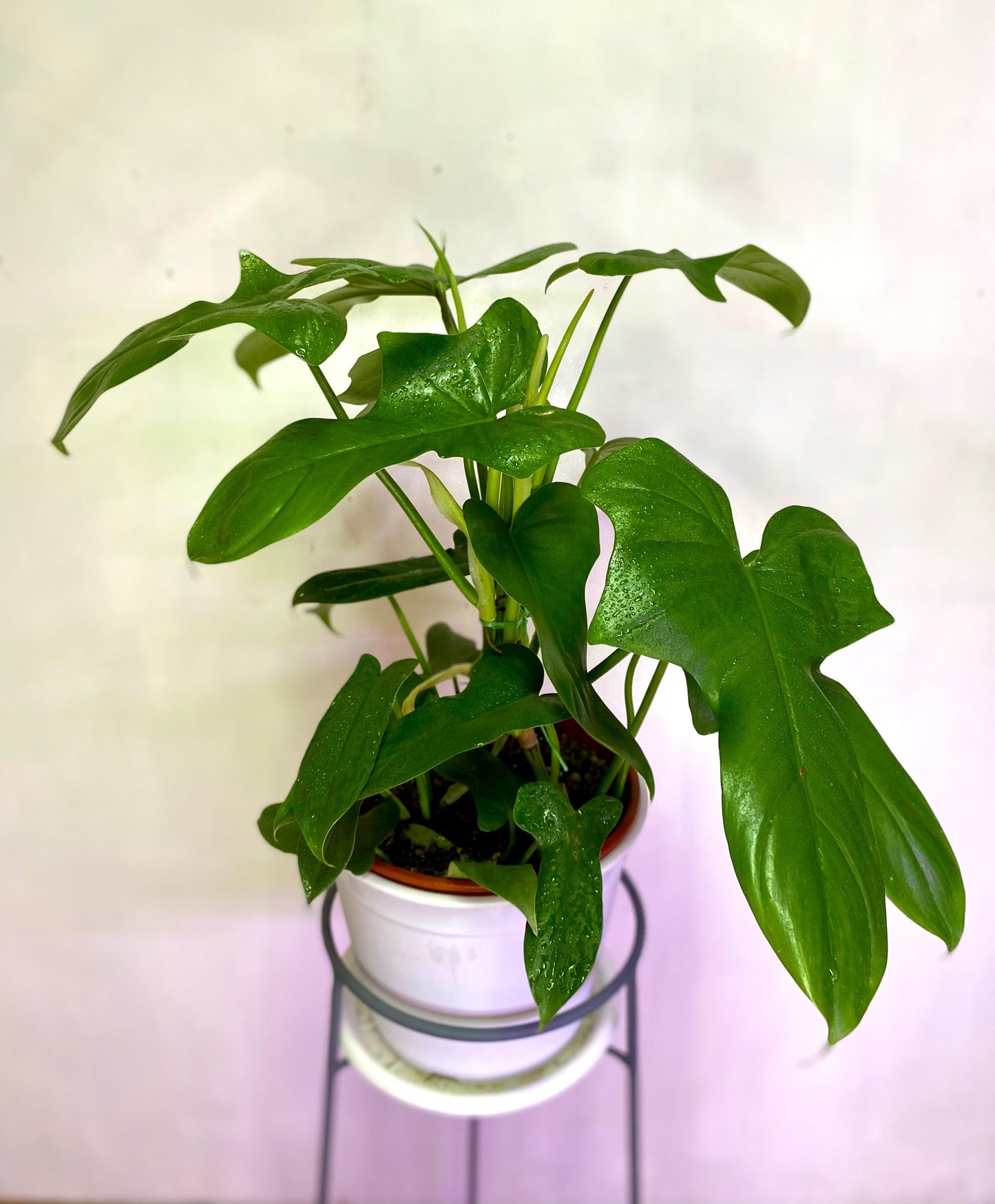 Filodendro Panduriforme L