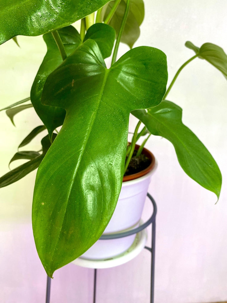 Filodendro Panduriforme L