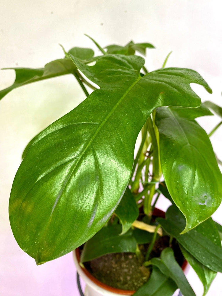 Filodendro Panduriforme L