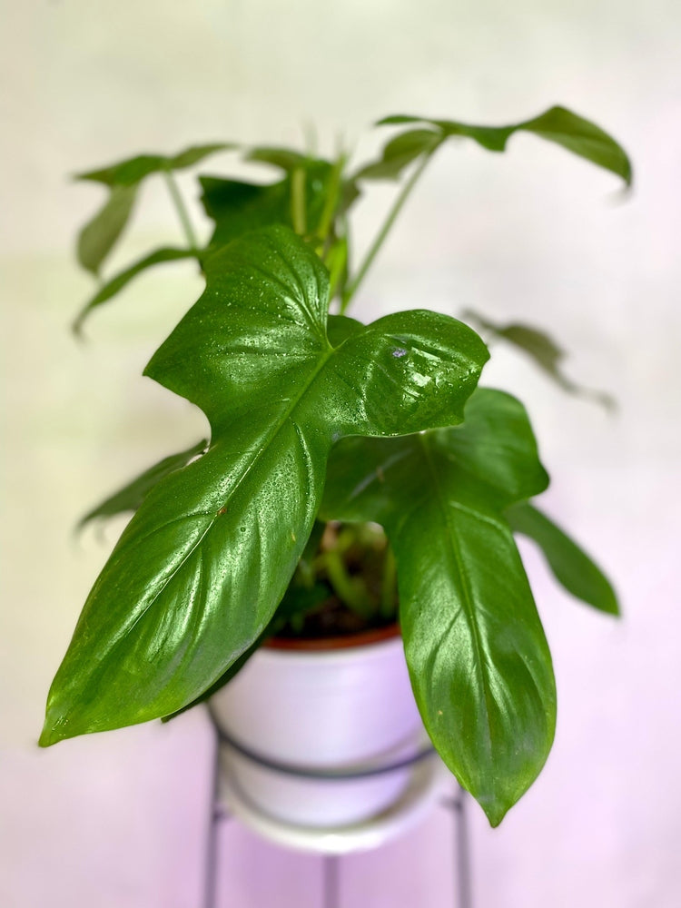 Filodendro Panduriforme L
