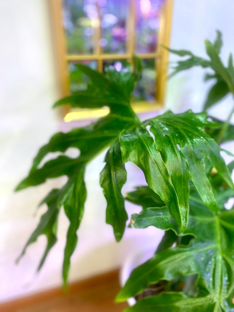 Filodendro Paraguayo L