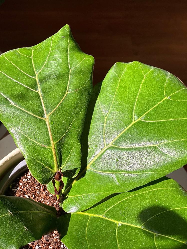 Ficus Lyrata XS