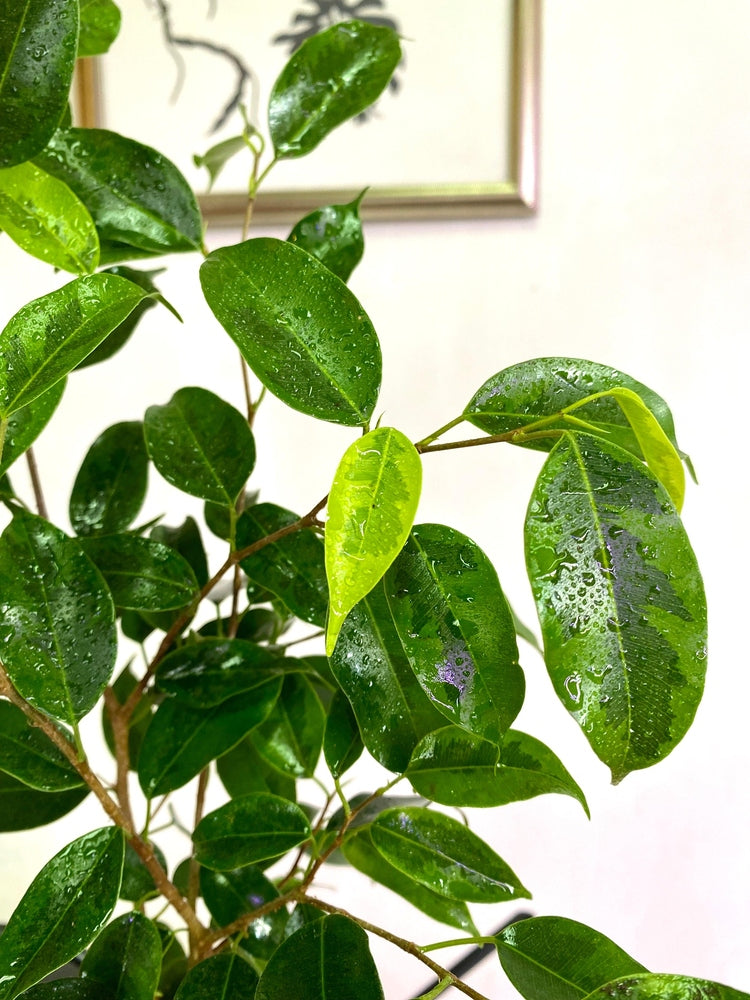 Ficus Benjamina