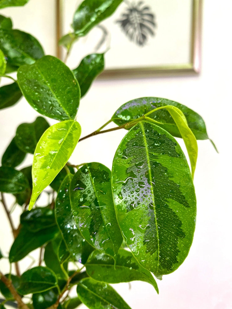 Ficus Benjamina