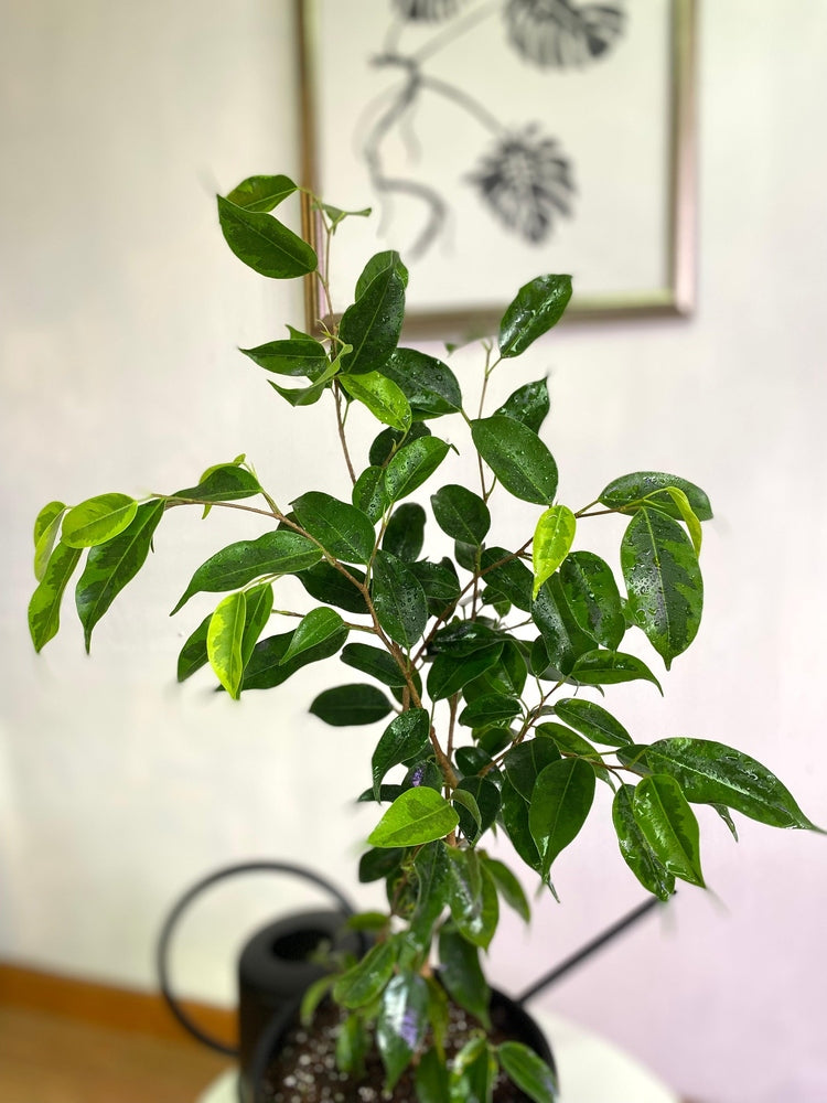 Ficus Benjamina
