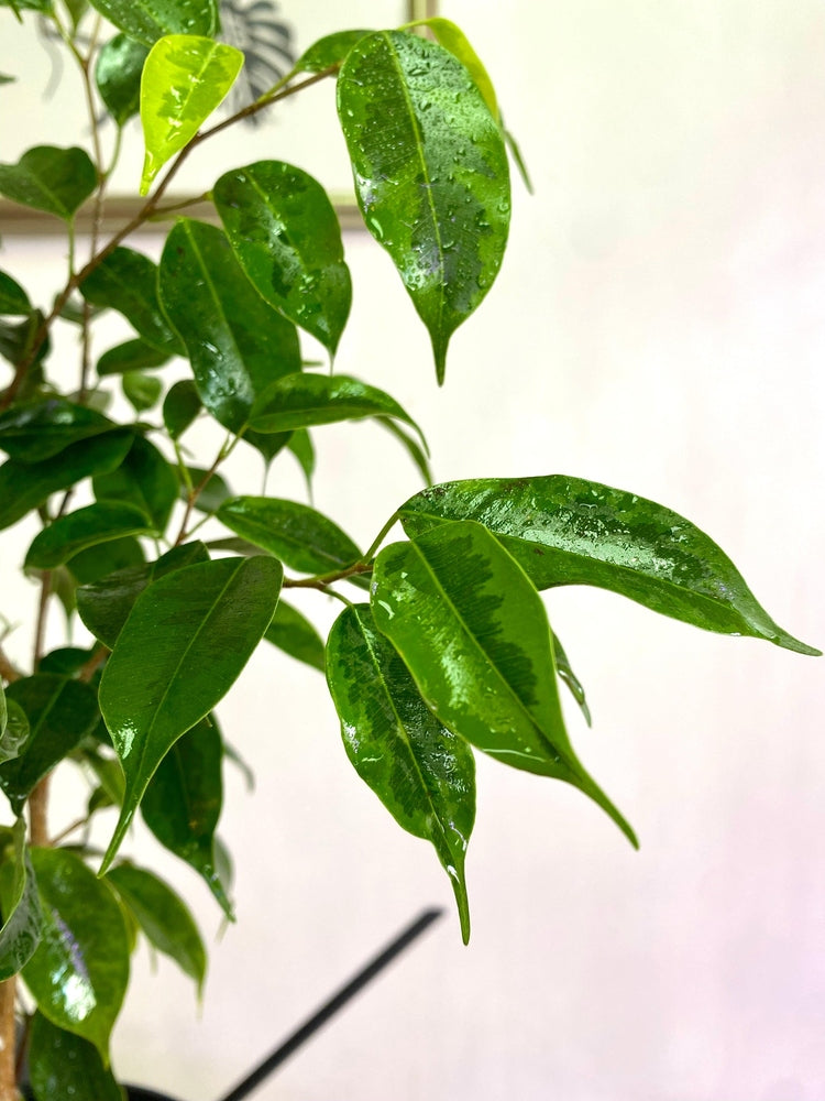 Ficus Benjamina