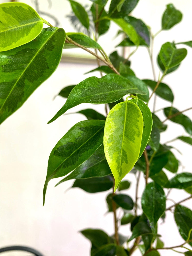 Ficus Benjamina