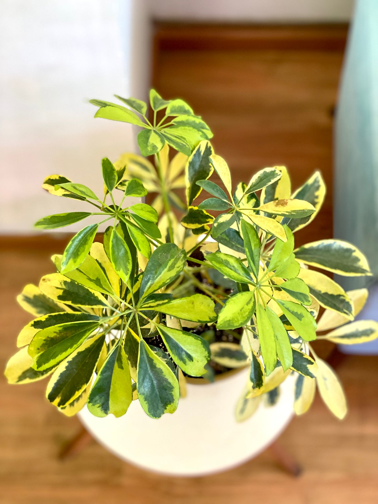 Schefflera Sol
